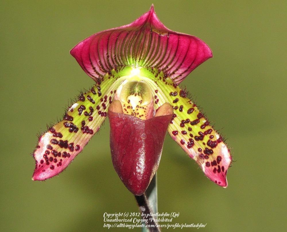 Photo of Orchid (Paphiopedilum Red Fusion) uploaded by plantladylin