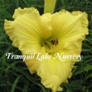 Photo Courtesy of Tranquil Lake Nursery. Used with Permission