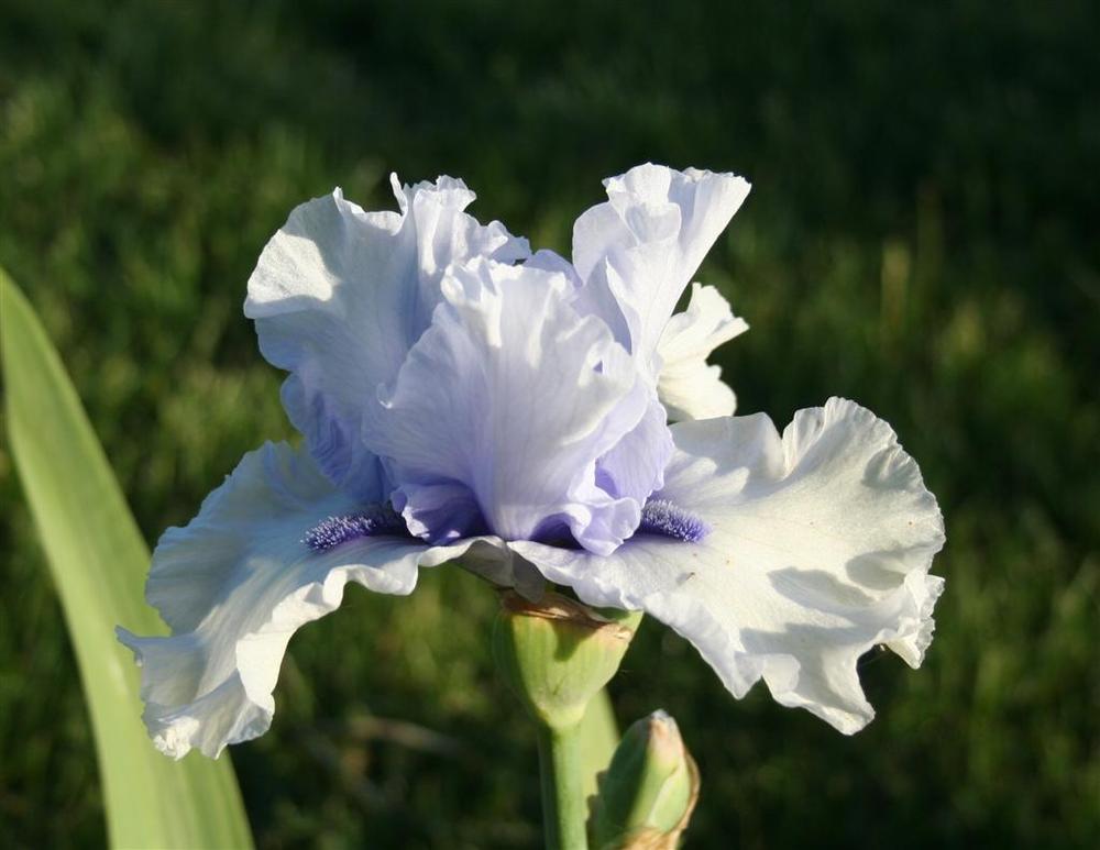 Photo of Tall Bearded Iris (Iris 'Blue Trill') uploaded by KentPfeiffer