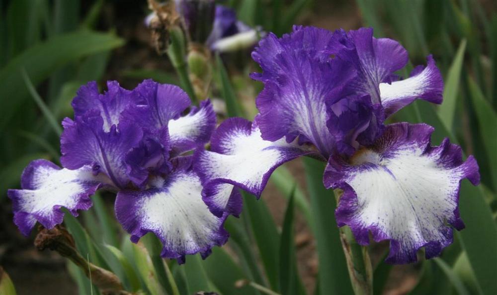 Photo of Tall Bearded Iris (Iris 'Blueberry Ice') uploaded by KentPfeiffer