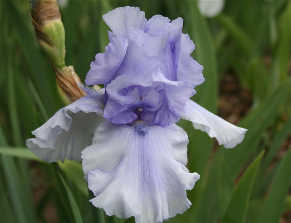 Photo of Tall Bearded Iris (Iris 'Bye Bye Blues') uploaded by KentPfeiffer