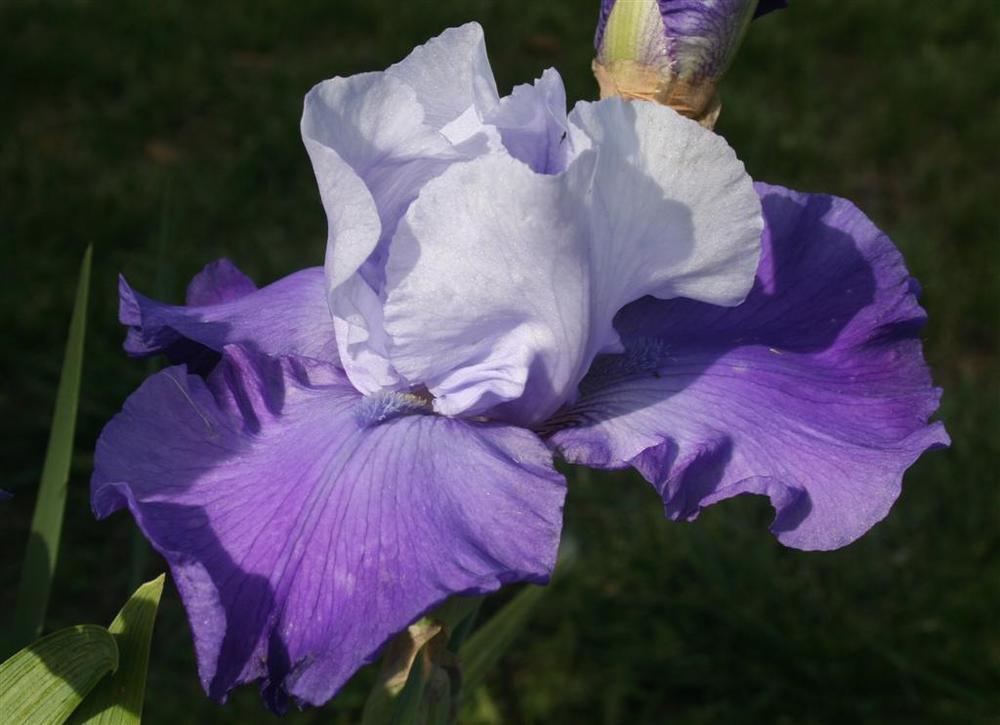 Photo of Tall Bearded Iris (Iris 'Blue Ridge Beauty') uploaded by KentPfeiffer
