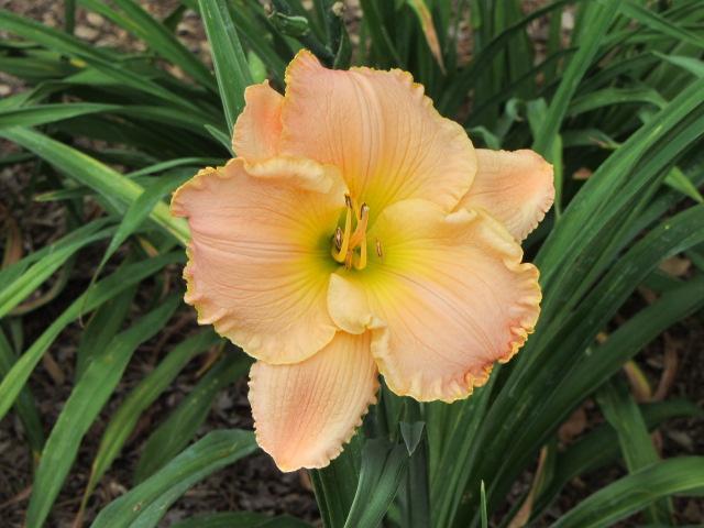 Photo of Daylily (Hemerocallis 'Love in the Library') uploaded by Calif_Sue
