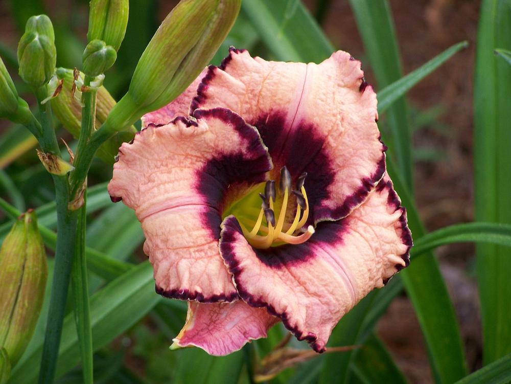 Photo of Daylily (Hemerocallis 'Luck of the Draw') uploaded by Calif_Sue
