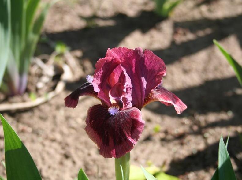 Photo of Standard Dwarf Bearded Iris (Iris 'Cat's Eye') uploaded by KentPfeiffer