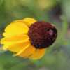 Mexican Hat, with yellow petals