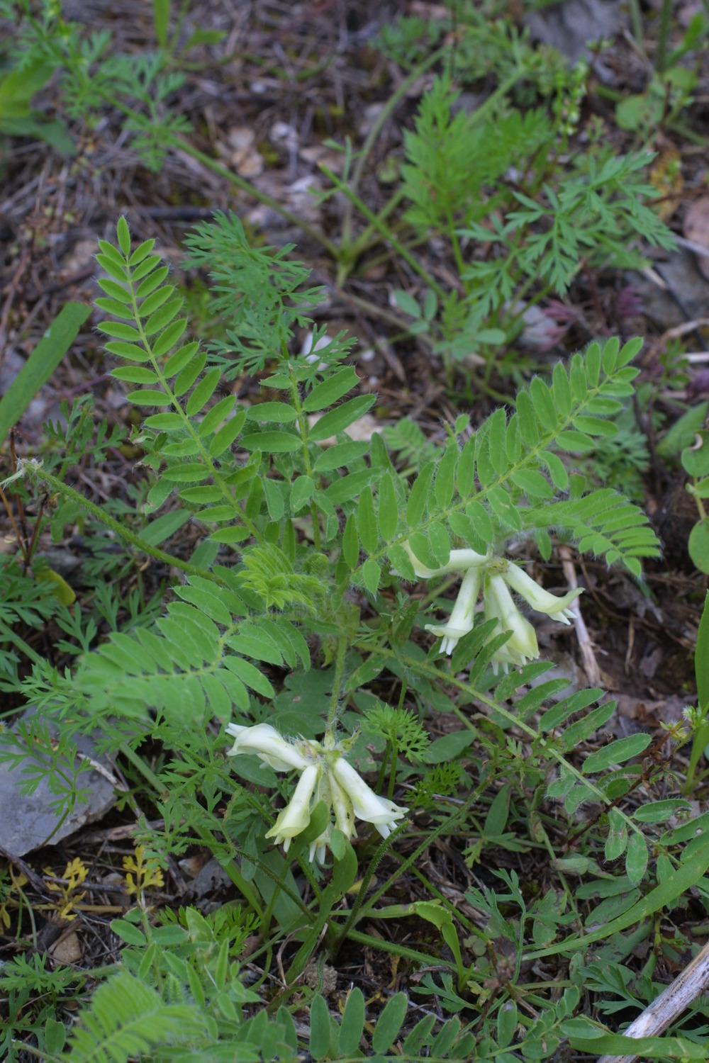 Photo of Tennessee Milkvetch (Astragalus tennesseensis) uploaded by SongofJoy