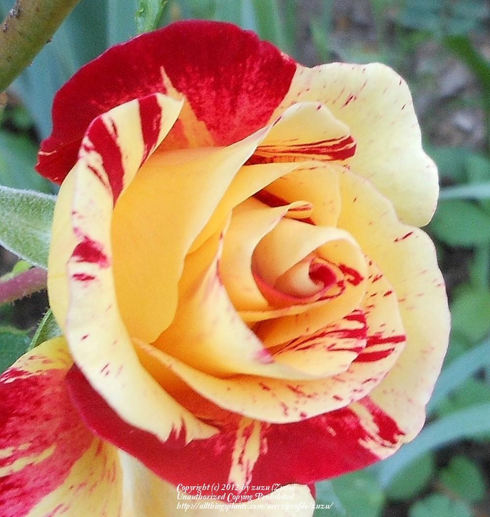 Photo of Rose (Rosa 'Camille Pissarro') uploaded by zuzu