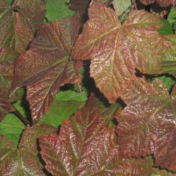 Location: Cedarhome, Washington
Date: 2010-10-18
Fall color