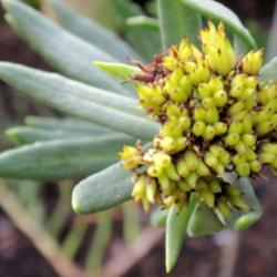 Location: Cedarhome, Washington
Rhodiola rosea -- Alps strain