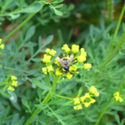 Location: Cedarhome, Washington
Date: 2007-06-30
#Pollination