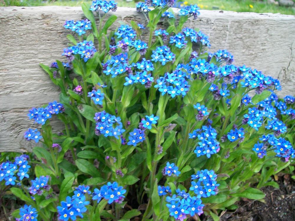 Photo of Water Forget-Me-Not (Myosotis scorpioides) uploaded by Bonehead