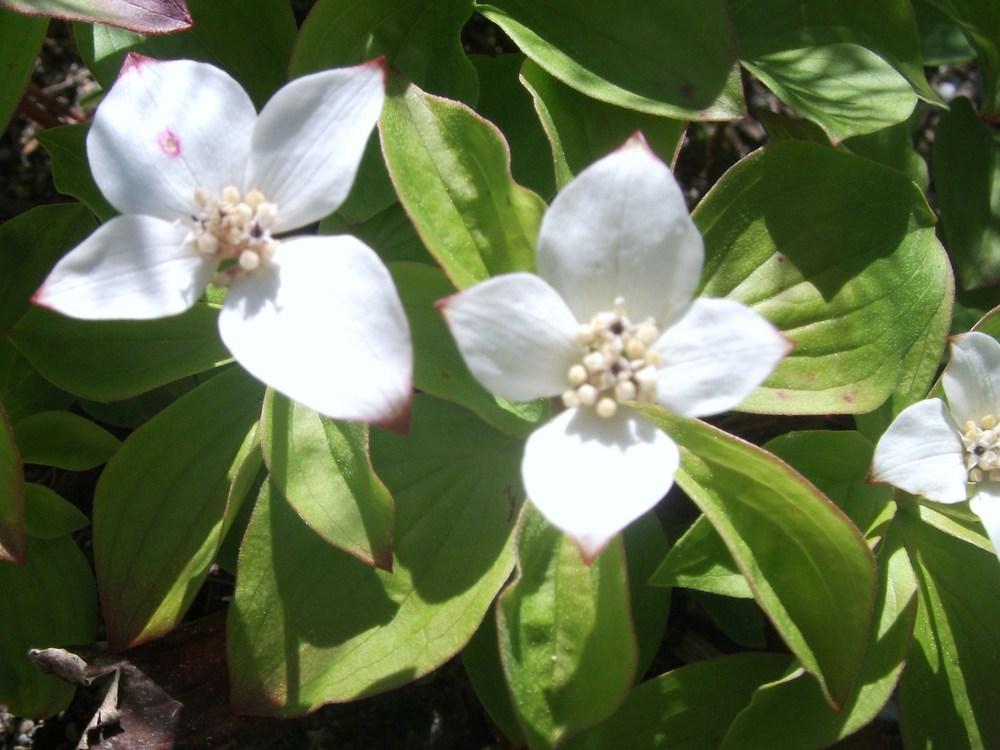 Photo of Bunchberry (Cornus canadensis) uploaded by Bonehead