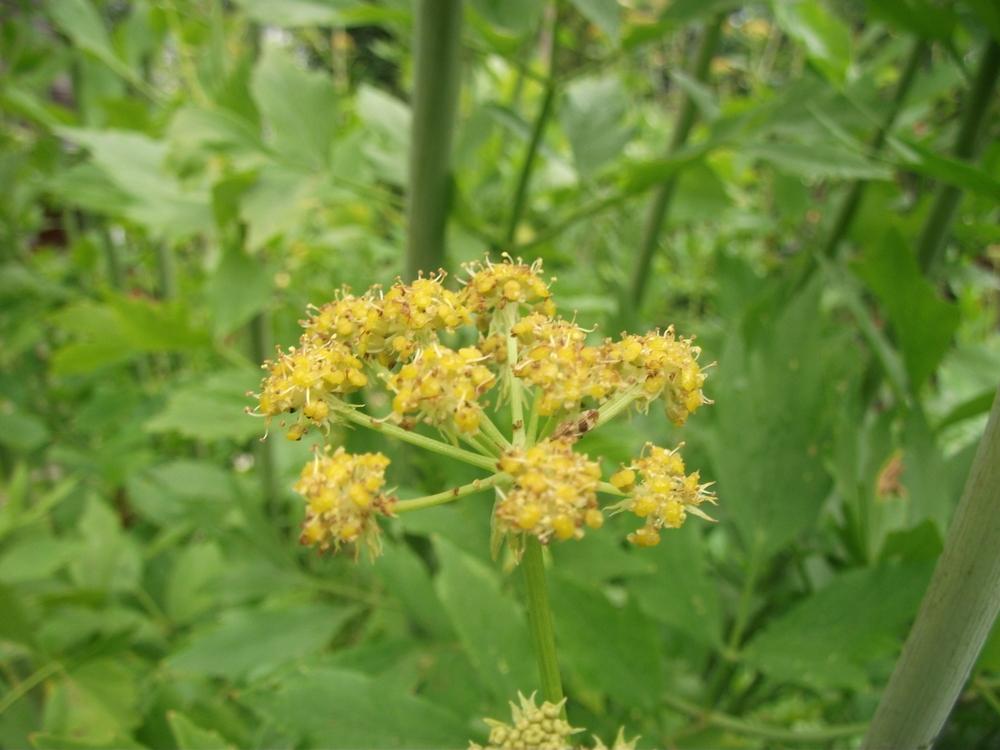 Photo of Lovage (Levisticum officinale) uploaded by Bonehead