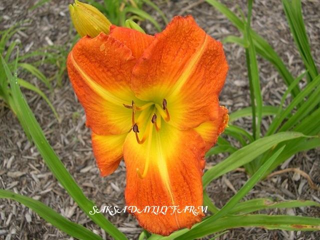 Photo of Daylily (Hemerocallis 'Orange Dream') uploaded by Joy