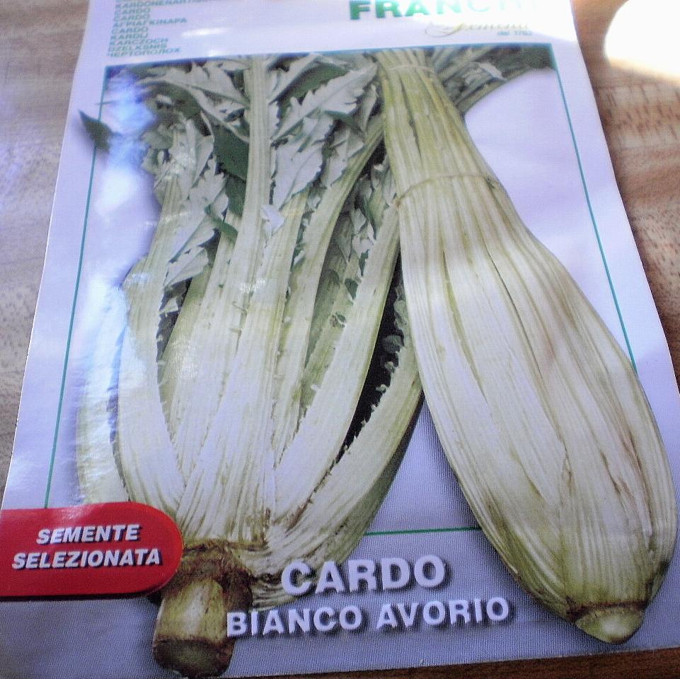 Photo of Cardoon (Cynara cardunculus 'Bianco Avorio') uploaded by SongofJoy