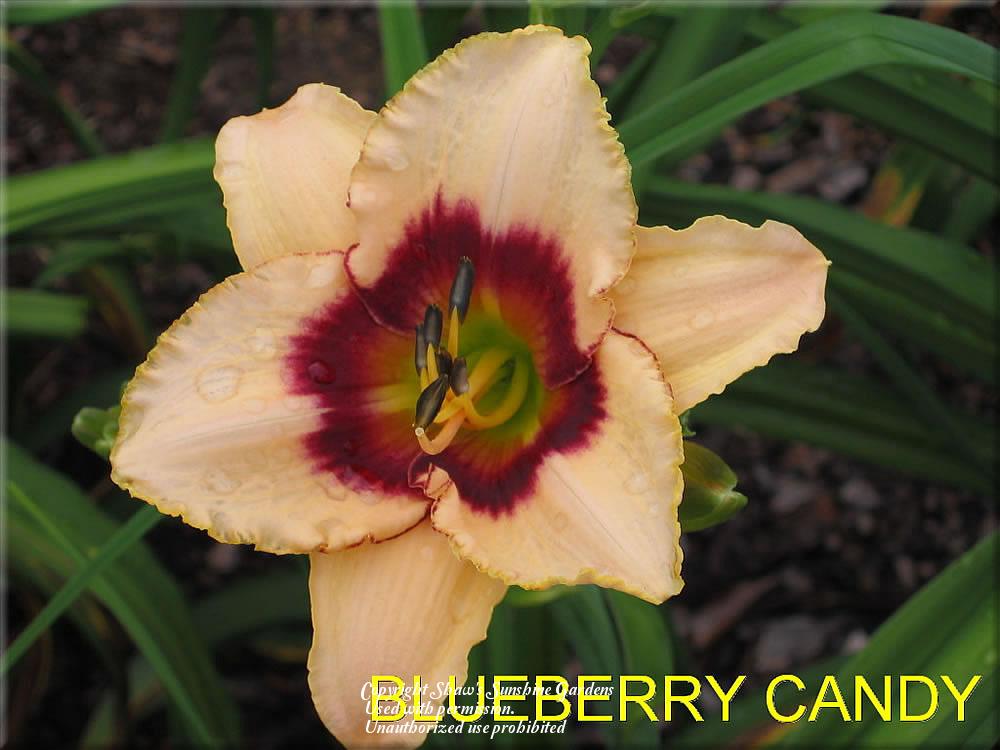 Photo of Daylily (Hemerocallis 'Blueberry Candy') uploaded by vic