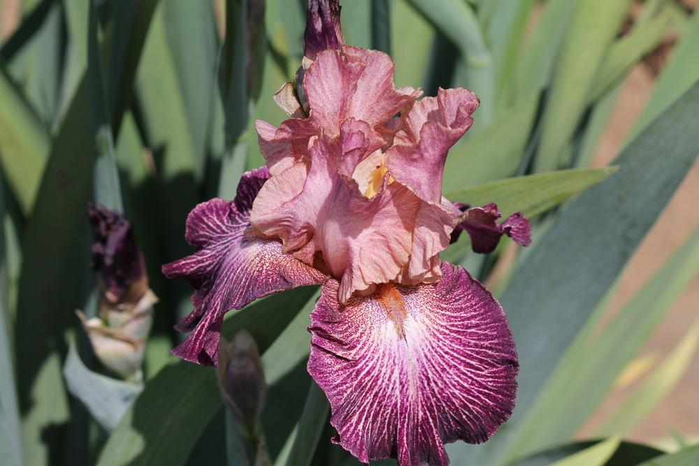 Photo of Tall Bearded Iris (Iris 'Artistic Web') uploaded by ARUBA1334