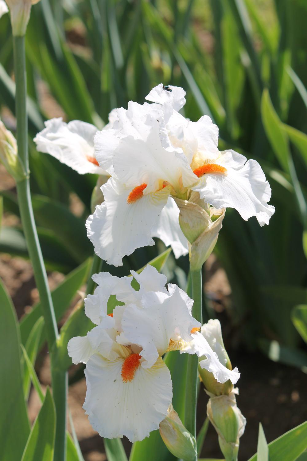 Photo of Tall Bearded Iris (Iris 'White Hot') uploaded by ARUBA1334