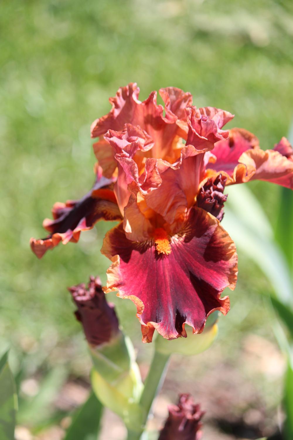 Photo of Tall Bearded Iris (Iris 'Drinks at Sunset') uploaded by ARUBA1334