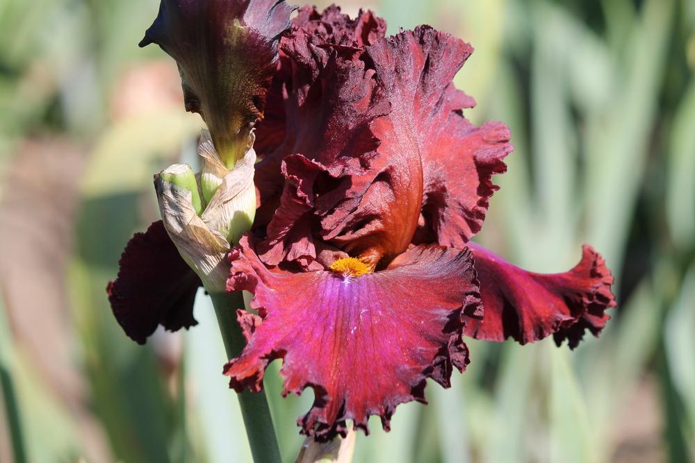 Photo of Tall Bearded Iris (Iris 'House Afire') uploaded by ARUBA1334