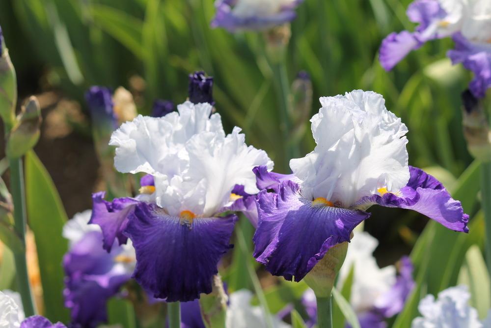 Photo of Tall Bearded Iris (Iris 'Hurry Up Sun') uploaded by ARUBA1334
