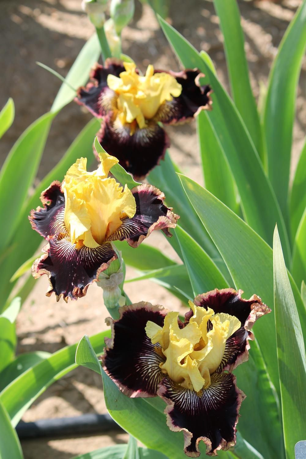 Photo of Tall Bearded Iris (Iris 'Indulgence') uploaded by ARUBA1334