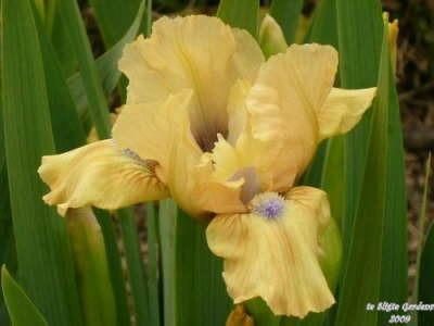 Photo of Standard Dwarf Bearded Iris (Iris 'Add It Up') uploaded by Joy