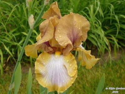 Photo of Tall Bearded Iris (Iris 'Art Project') uploaded by Joy