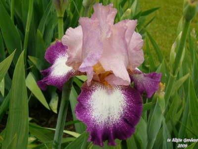 Photo of Tall Bearded Iris (Iris 'Change of Pace') uploaded by Joy