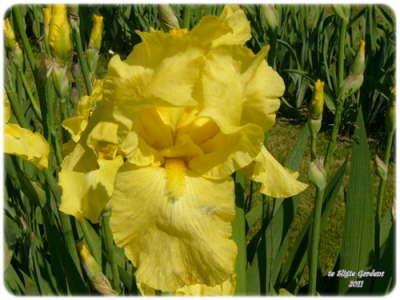 Photo of Tall Bearded Iris (Iris 'Harvest of Memories') uploaded by Joy