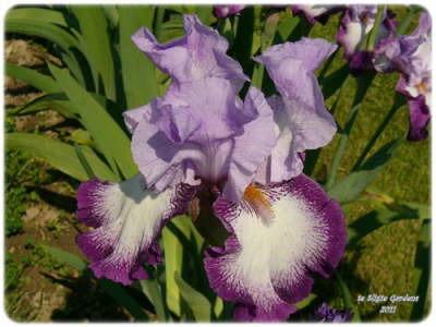 Photo of Tall Bearded Iris (Iris 'Eagle's Flight') uploaded by Joy