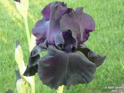 Photo of Tall Bearded Iris (Iris 'Black Tie Affair') uploaded by Joy