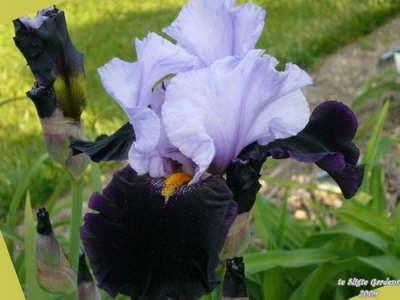 Photo of Tall Bearded Iris (Iris 'Habit') uploaded by Joy