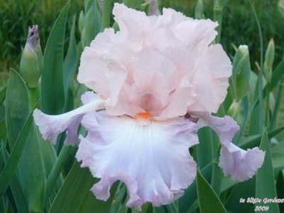 Photo of Tall Bearded Iris (Iris 'Celebration Song') uploaded by Joy