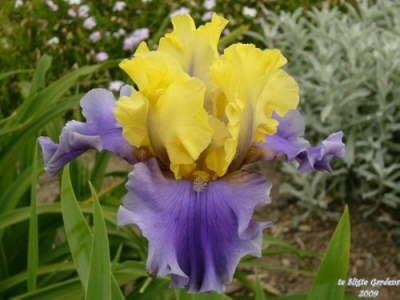 Photo of Tall Bearded Iris (Iris 'Edith Wolford') uploaded by Joy