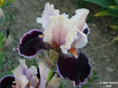 Photo of Tall Bearded Iris (Iris 'Liaison') uploaded by Joy