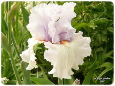 Photo of Tall Bearded Iris (Iris 'Fogbound') uploaded by Joy