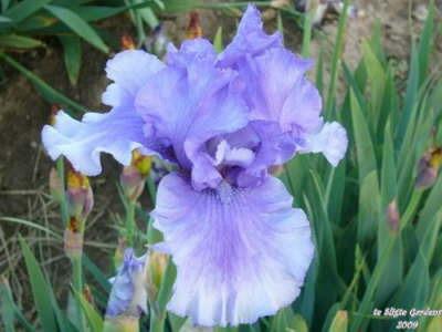 Photo of Tall Bearded Iris (Iris 'Honky Tonk Blues') uploaded by Joy