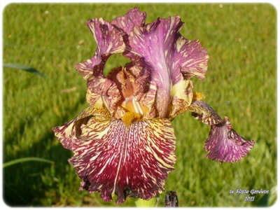Photo of Tall Bearded Iris (Iris 'Bewilderbeast') uploaded by Joy