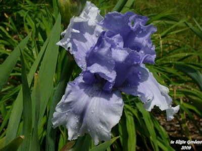 Photo of Tall Bearded Iris (Iris 'Cascade Springs') uploaded by Joy