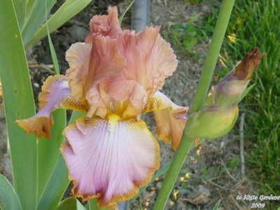 Photo of Tall Bearded Iris (Iris 'Afternoon Delight') uploaded by Joy
