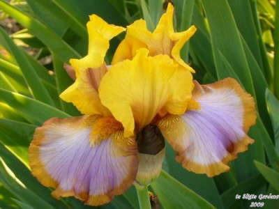 Photo of Border Bearded Iris (Iris 'Brown Lasso') uploaded by Joy