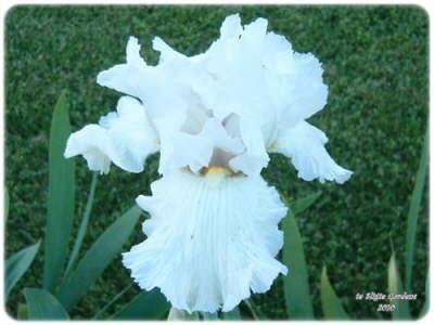 Photo of Tall Bearded Iris (Iris 'Lacy Snowflake') uploaded by Joy