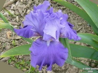 Photo of Tall Bearded Iris (Iris 'Blenheim Royal') uploaded by Joy