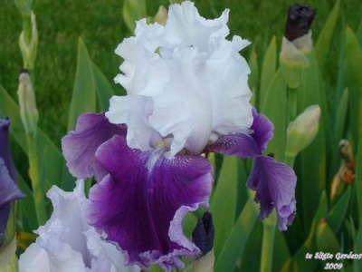 Photo of Tall Bearded Iris (Iris 'Gay Parasol') uploaded by Joy