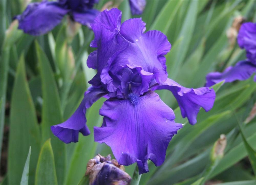 Photo of Tall Bearded Iris (Iris 'Dusky Challenger') uploaded by KentPfeiffer