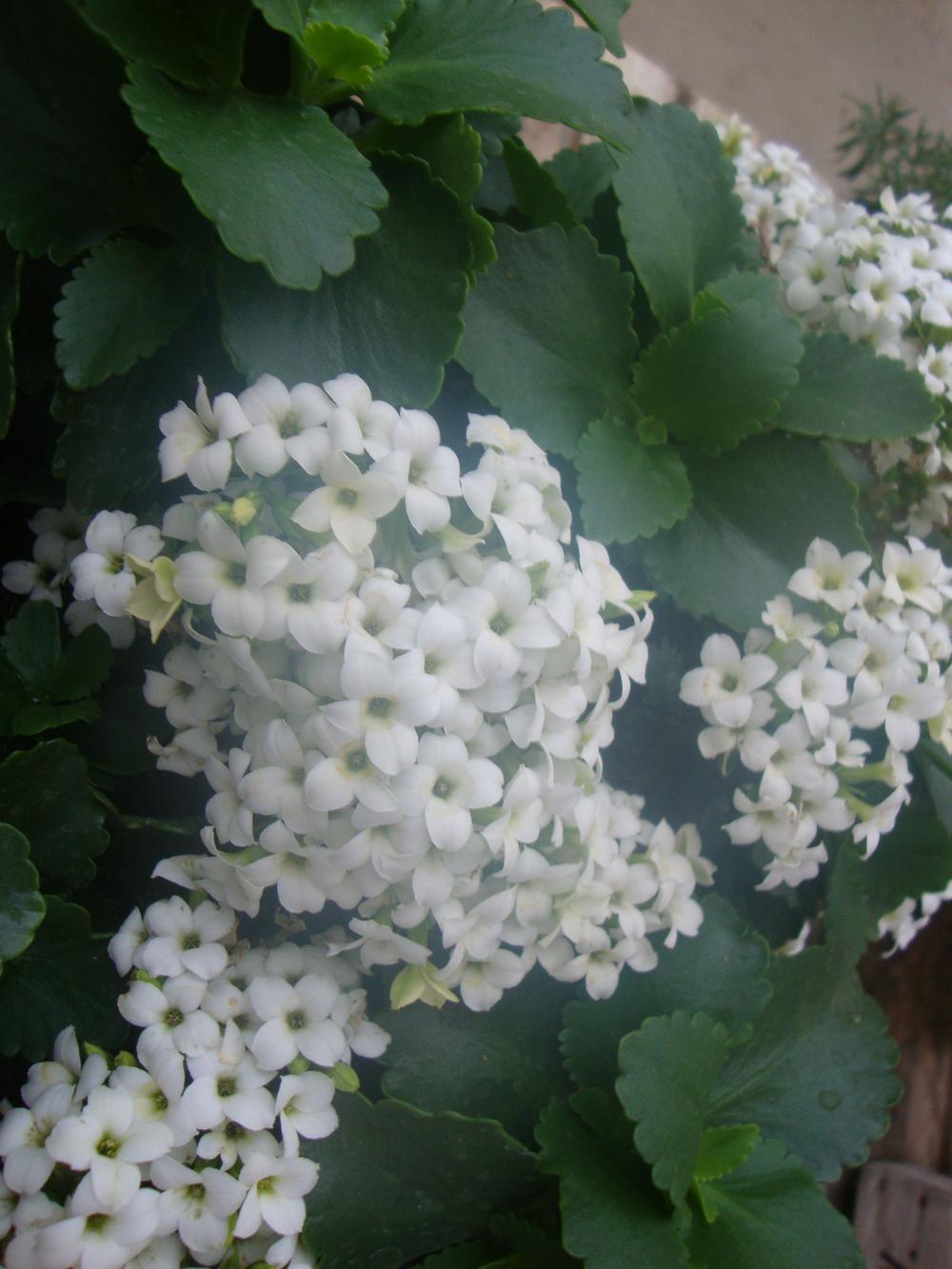 Photo of Florist Kalanchoe (Kalanchoe blossfeldiana) uploaded by Paul2032