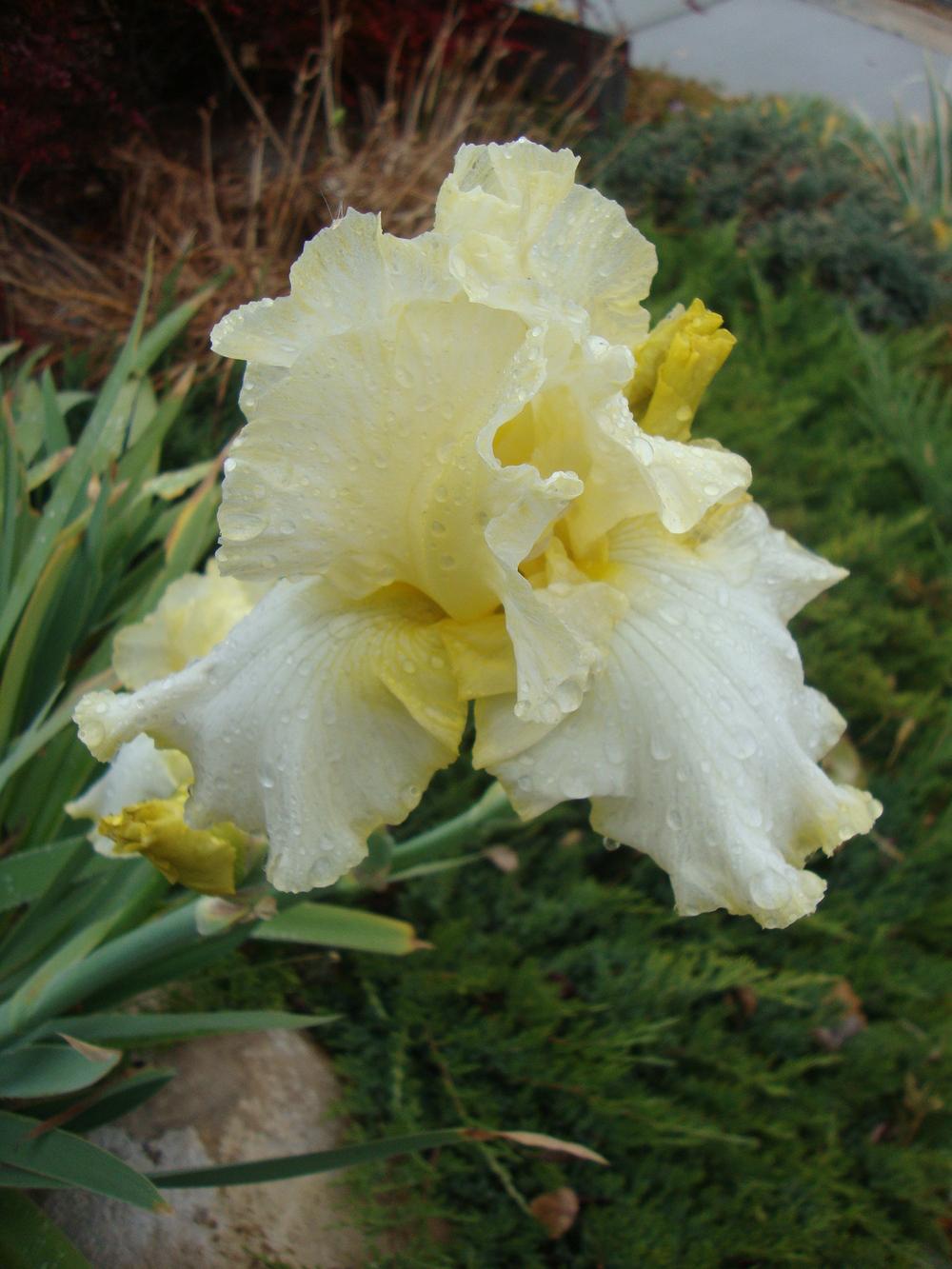 Photo of Tall Bearded Iris (Iris 'Total Recall') uploaded by Paul2032