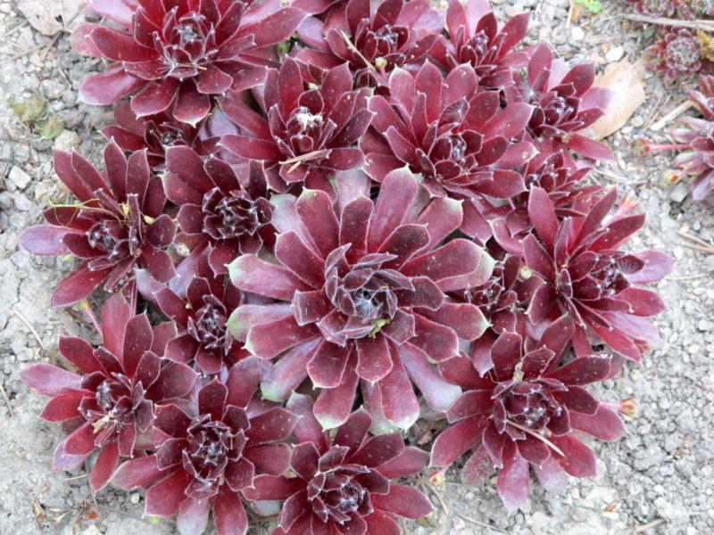Photo of Hen and Chicks (Sempervivum 'Delta') uploaded by goldfinch4